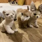 hitomiの画像