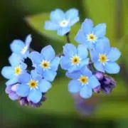 ワスレナグサ 【プロフィール必読】の画像