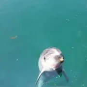 あやぺん