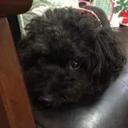 ひー