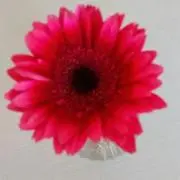 ピンクのシナモンの画像