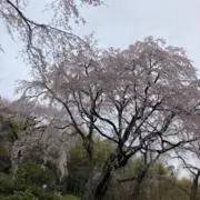 Nanaの画像