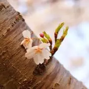 cの画像