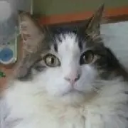 もこママ