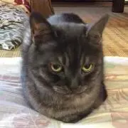 hip
