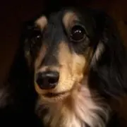 PsyduckUDONの画像