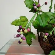 チップ  ★プロフ確認された方とお取引★の画像
