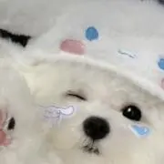 くま子の画像