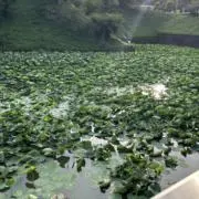 ラクスの画像