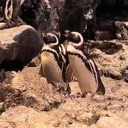 さと