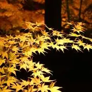 もみじ☆の画像