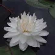 hinaの画像