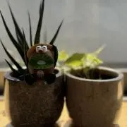グリーンの画像