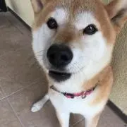 こむぎ