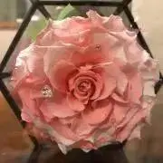ゆみちの画像