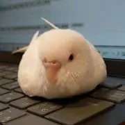 nakaringの画像