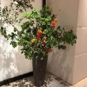 nicoの画像