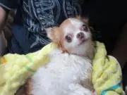 ちょこの画像