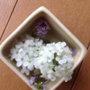 piccolinaの画像