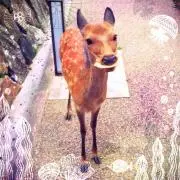 ぽんの画像
