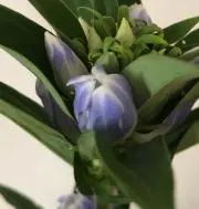 dianthusの画像