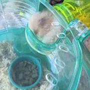 チュラ
