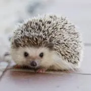 はりねずみの画像