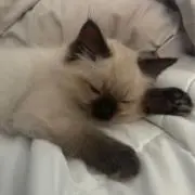 ほの