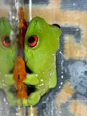 アグラオネマ 二ティドゥーム カーティシー 管理番号0019 - メルカリ