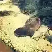 もふもふの画像