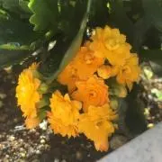さちの画像