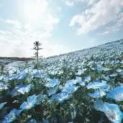 pingの画像