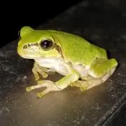 かえるくん　n(￣◇￣)nの画像