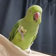 とりもるの画像