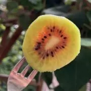 キャンディー(土日発送)