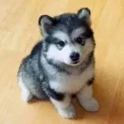 ハルの画像
