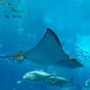 mamicoの画像