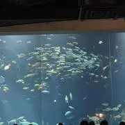 桃助
