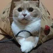 るるの画像