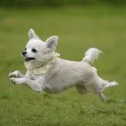 sakiの画像