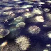000の画像