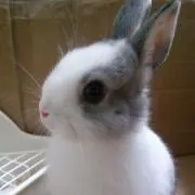 すずの画像