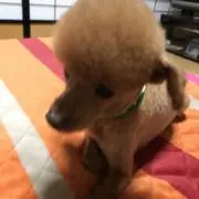 mikiの画像