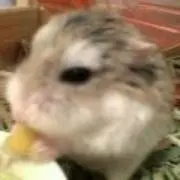 みかんの画像