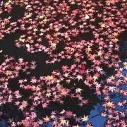 りんの画像