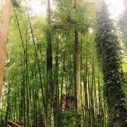 wakewakeiku