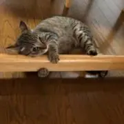 さとうの画像
