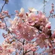 ここ