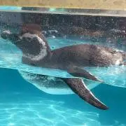 ohoshiの画像