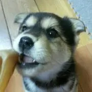 琴（必ずプロフを見てね。)の画像